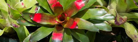 How To Identify Your Bromeliad Bromeliad Plant Care