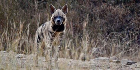 Striped Hyena In India Hyena In India