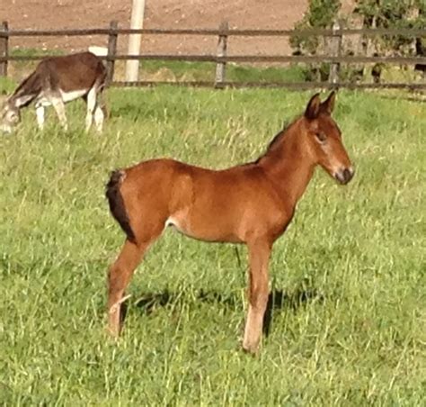 Two Horses Are Standing In The Grass Near A Fence