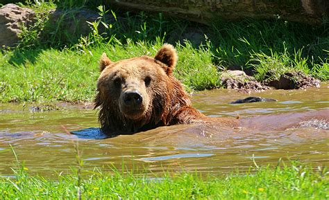 Kostenlose Foto Natur Tier Bär Tierwelt Zoo Säugetier Gemütlich