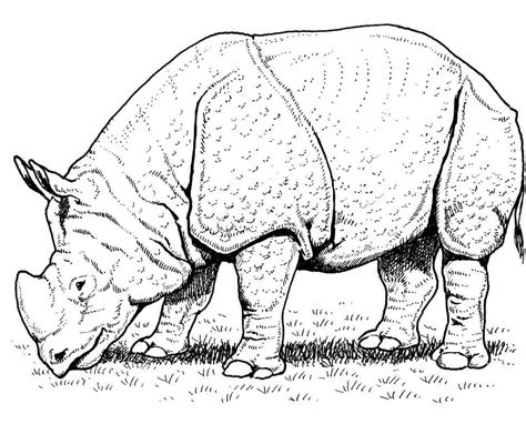 Desenhos De Rinoceronte Selvagem Para Colorir E Imprimir