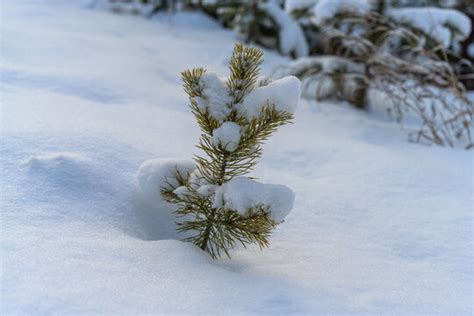 Snow Grains Images Browse 631 Stock Photos Vectors And Video