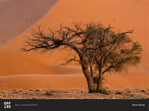 Camel Thorn Tree At Dune 45 In Namibia Stock Photo Offset