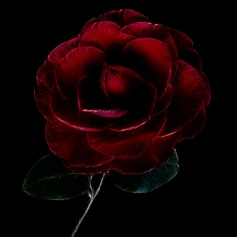Artistic Rose Art