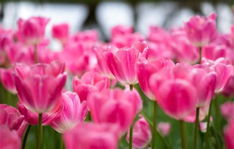 Wallpaper Field Drops Flowers Blur Tulips Pink Buds Flowerbed A