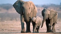 La senda de los elefantes