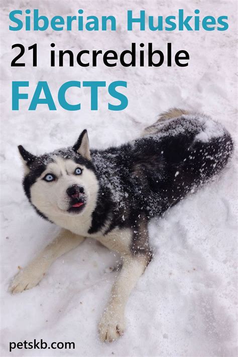 21 Incredible Facts About The Siberian Husky Husky Facts Siberian Husky Siberian Husky Facts