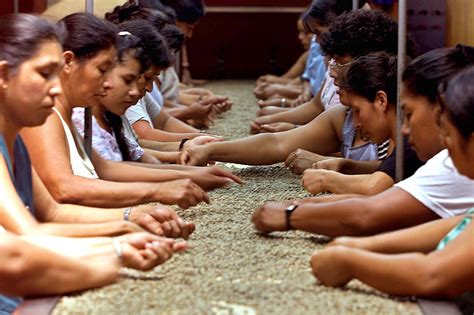 Introduced in the late 1880's, coffee quickly displaced indigo as the country's chief export, and by the 1920s, coffee accounted for 90% of all el salvador's exports. How Coffee Brings The World Together | WBUR News