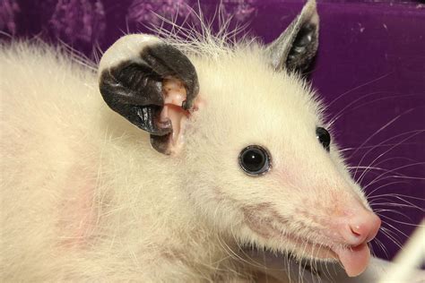 Leucistic Baby Opossum Im Keeping For Educational Purposes He Cant