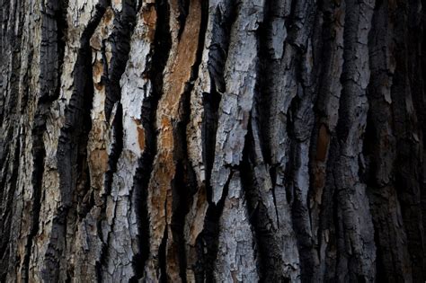 Tree Bark Texture Royalty Free Stock Photo