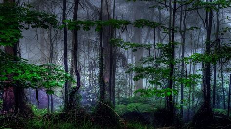 Dark Forest Photo