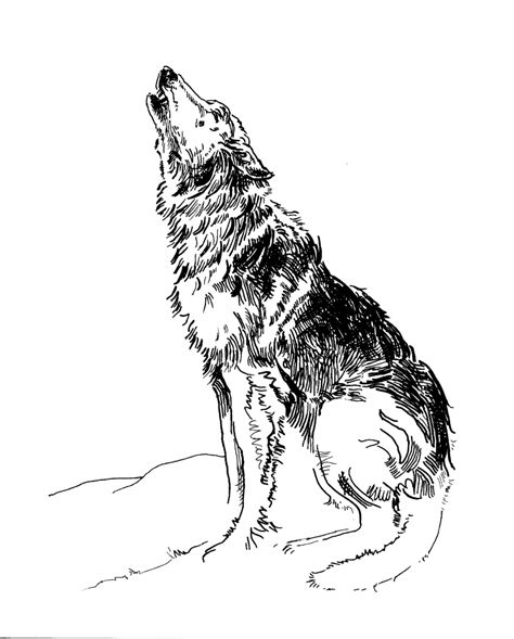 Wolf Howling At The Moon Drawing In Pencil At Getdrawings Free Download