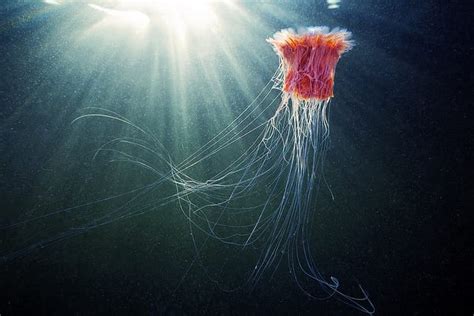 Jellyfish Colossal
