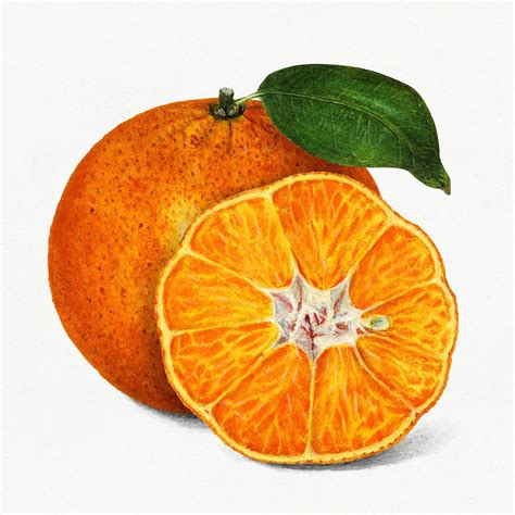 Delicious Orange Tangerine Illustration Digitally Enhanced