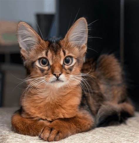 Meet Errol A Cat Who Looks Like A Fox Cattitude Daily