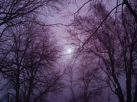 Winter Forest At Dusk Free Image Download