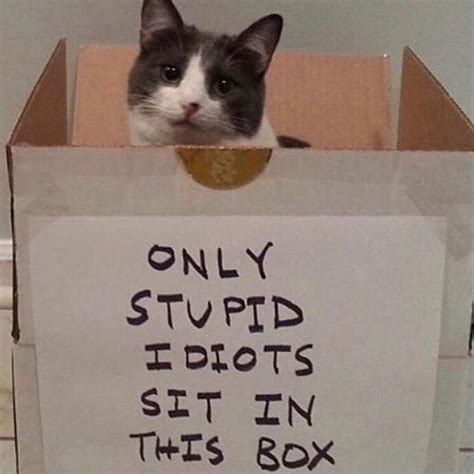 The Cat Idiot Box Rsadcats