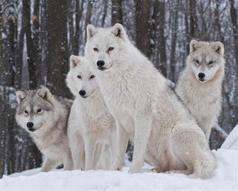What Is The Tundra Wolf With Pictures