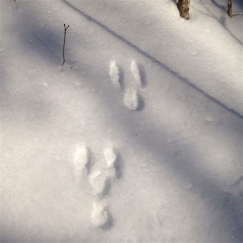 Snowshoe Hare Tracks Project Noah