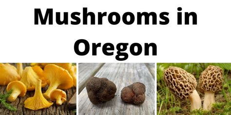 A Comprehensive List Of Common Wild Mushrooms In Oregon