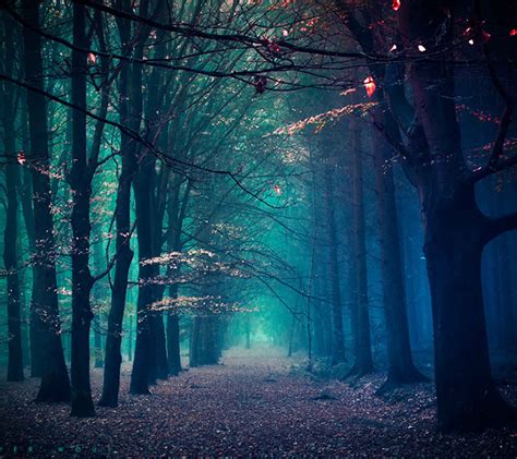 Creepy Forest Wallpapers 4k Hd Creepy Forest Backgrounds On Wallpaperbat