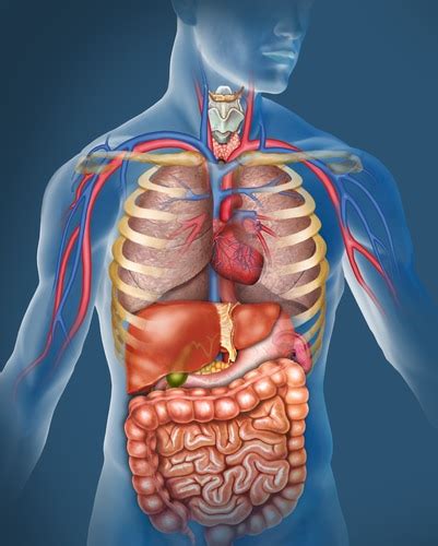 Human anatomy organ chart anatomy of body major arteries of whole body medical careers. How To Use Cheat Meals To Lose Weight Faster - BuiltLean