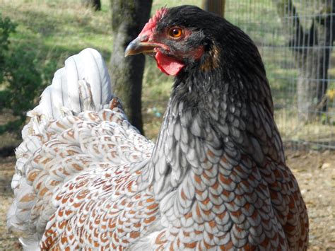 Barnevelder Breeders Lets Work Together And Improve The