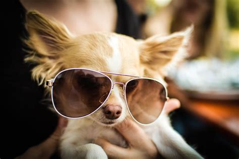 30 Cutest Chihuahua Dogs Love To Use Humans Stuff