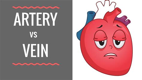 Arteries Vs Veins Circulatory System Youtube