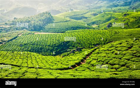 Green Tea Plantations In Munnar Kerala India Stock Photo Alamy