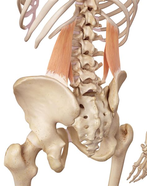 Conveniently manage back pain from the comfort of your home. Hip, Pelvic and Spinal Anatomy | Of-Course Online