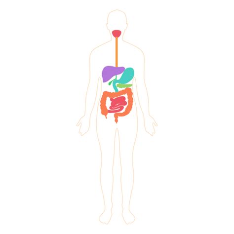 Digestive System Food Digestion Body Transparent Png And Svg Vector File