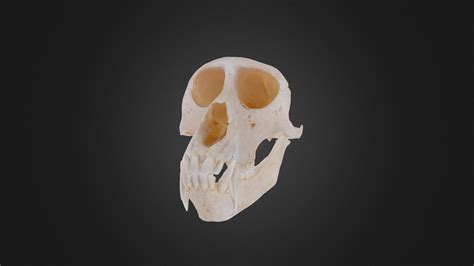 Gibbon Skull Animation 3d Model By Archaeology Classics And
