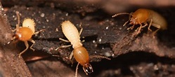 Signs Of Termites In Yard: What Should You Do? | Chem-free Blog