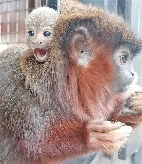 Coppery Titi Monkey Baby Born Colchester Zoo