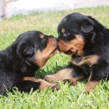 Enjoy watching funny rottweiler puppies in this videos compilation. Cute Rottweiler Puppies - Puppy Pictures - Page 2