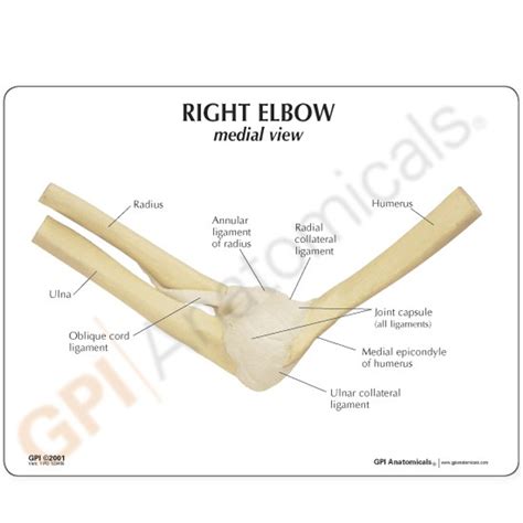 Elbow Joint Anatomy Model 1830 Gpi Anatomicals Elbow Model