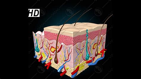 Anatomy And Physiology Of Integumentary System Skin Youtube