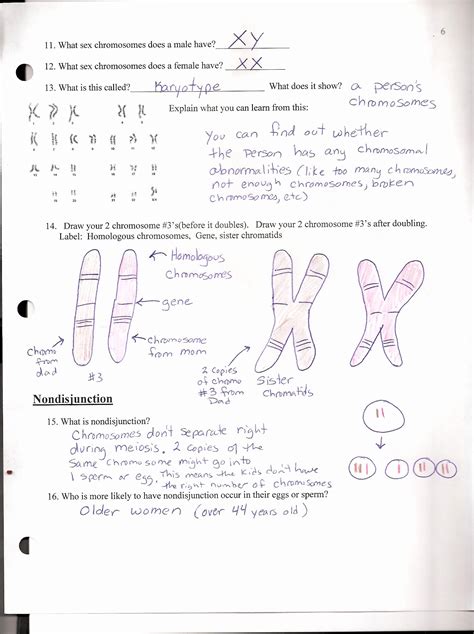 What is an ecological footprint? 50 Mendelian Genetics Worksheet Answers | Chessmuseum ...