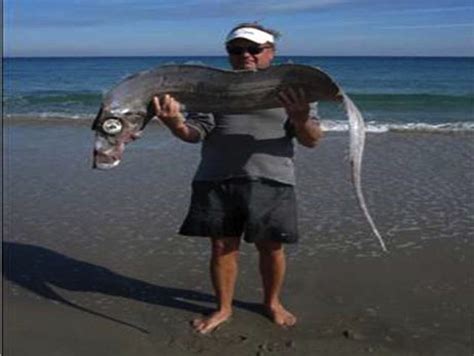 Bisarbeat Strange Fish Found On Florida Beach