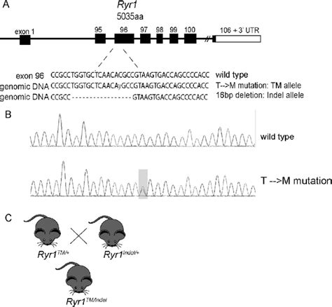 Generation Of The Ryr1 Tmindel Mouse Line A Using Crisprcas9 A