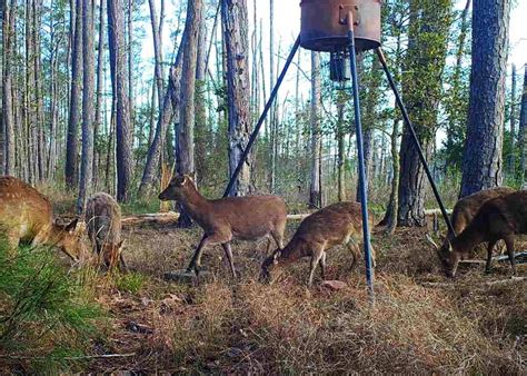Levee Marsh Sika Deer Hunting Property For Sale On Marylands Eastern