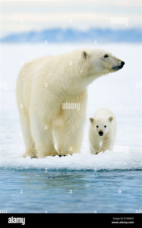 Polar Bear Mother Ursus Maritimus And Cubs Svalbard Archipelago