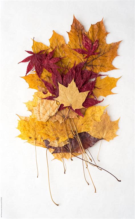 Dried Fall Leaves By Stocksy Contributor Jeff Wasserman Stocksy