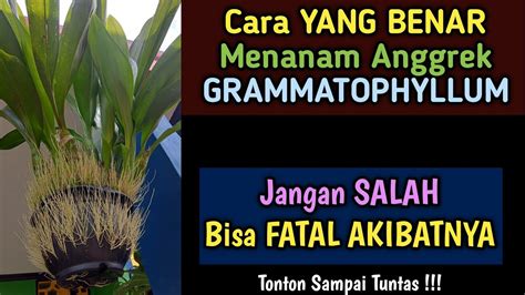 Cara Menanam Anggrek Grammatophyllum Scriptum Dalam Pot Youtube