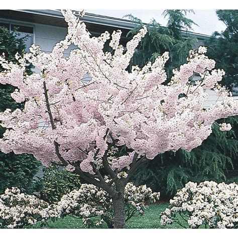 6 Gallon Multicolor Yoshino Cherry Flowering Tree In Pot