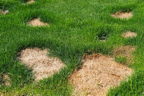 Dry Patches On The Lawn Causes Symptoms Treatment And Prevention