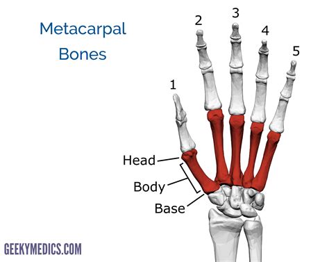 Common causes of neck pain. Bones of the Hand | Carpal Bones - Metacarpal bones ...