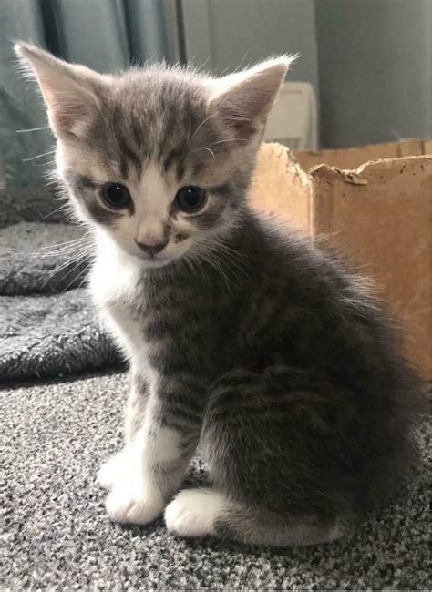 Want to discover art related to grey_tabby_kitten? Beautiful Male fluffy Grey Tabby kitten | in Hull, East ...