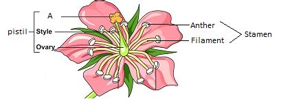 Draw A Diagram Of Longitudinal Section Of A Bisexual Flower And Show